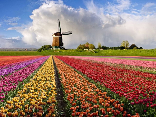 Нидерланды 3